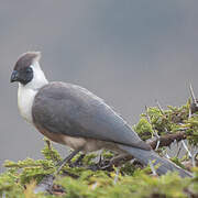 Touraco masqué