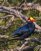 Violet Turaco