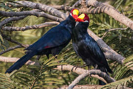 Violet Turaco