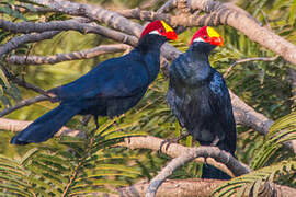 Violet Turaco