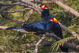 Violet Turaco