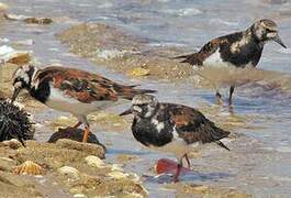 Ruddy Turnstone