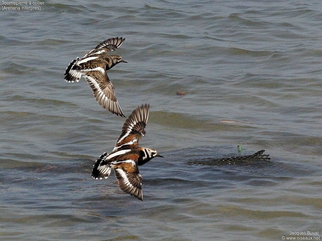 Ruddy Turnstone