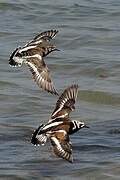 Ruddy Turnstone