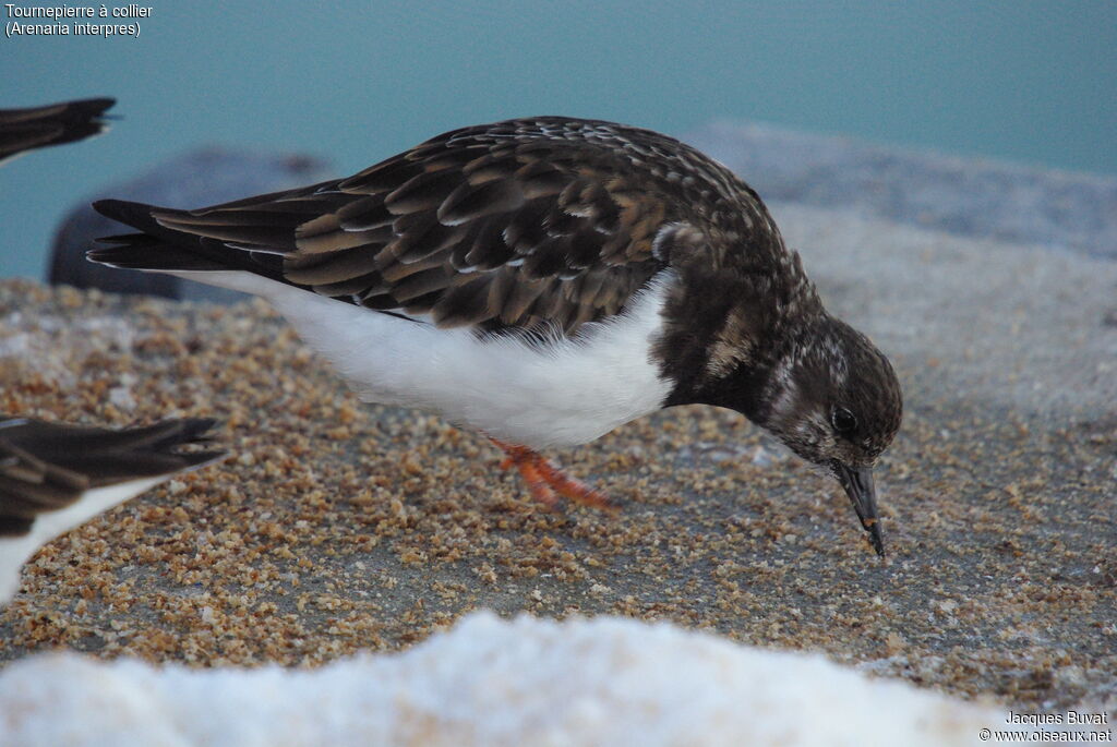 Ruddy Turnstoneadult post breeding, close-up portrait, aspect, pigmentation, eats