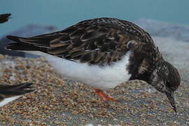 Ruddy Turnstone