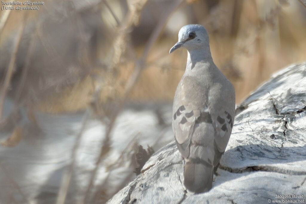 Black-billed Wood Doveadult