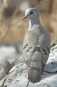 Black-billed Wood Dove