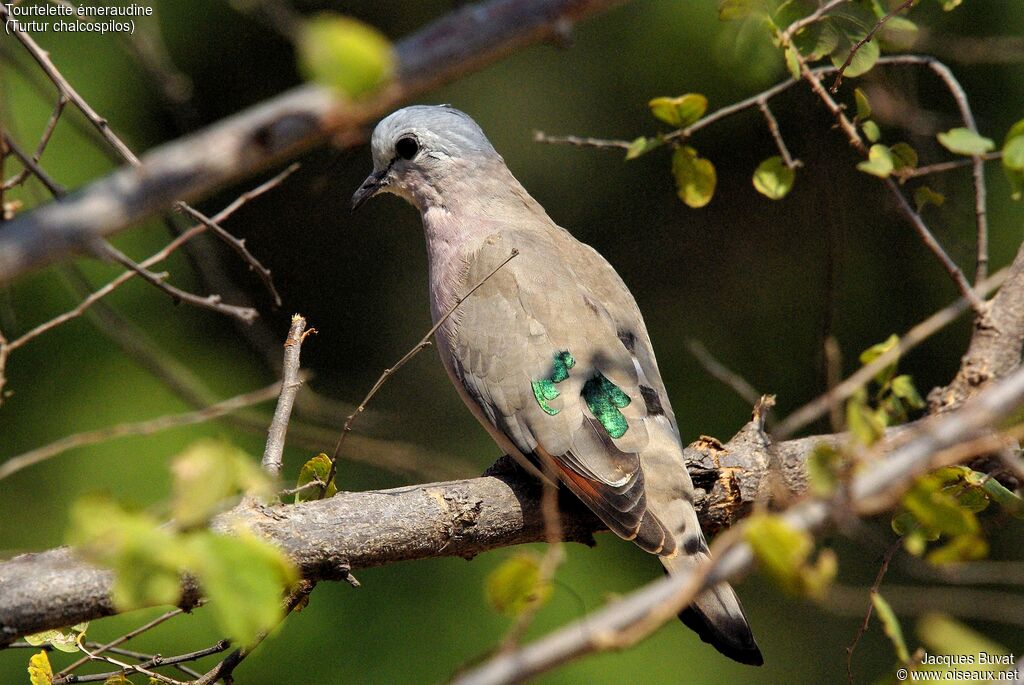 Emerald-spotted Wood Doveadult breeding