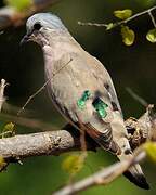 Emerald-spotted Wood Dove