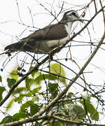 Tambourine Dove