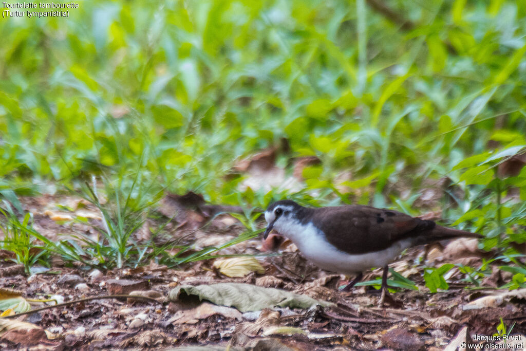 Tambourine Dove male adult