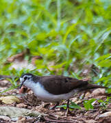 Tambourine Dove