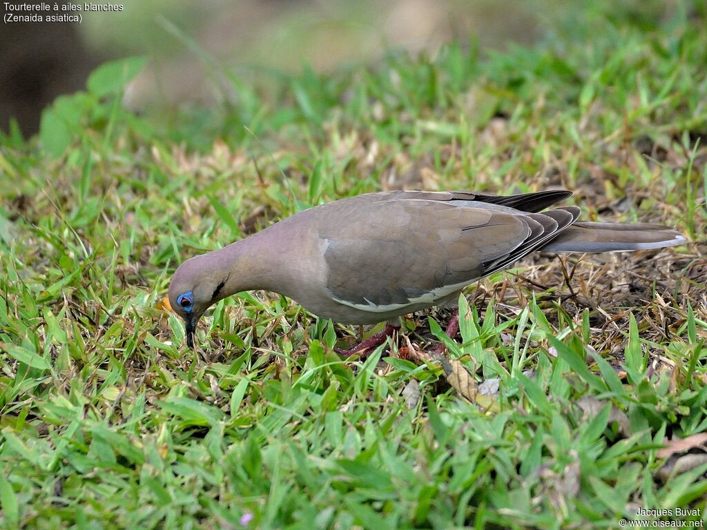 White-winged Doveadult, identification, aspect, pigmentation, eats