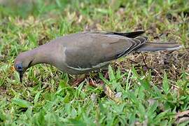 White-winged Dove