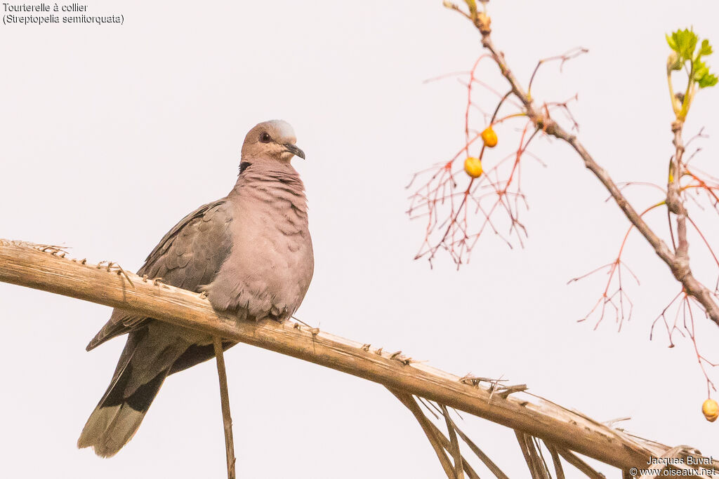 Red-eyed Doveadult