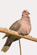 Red-eyed Dove