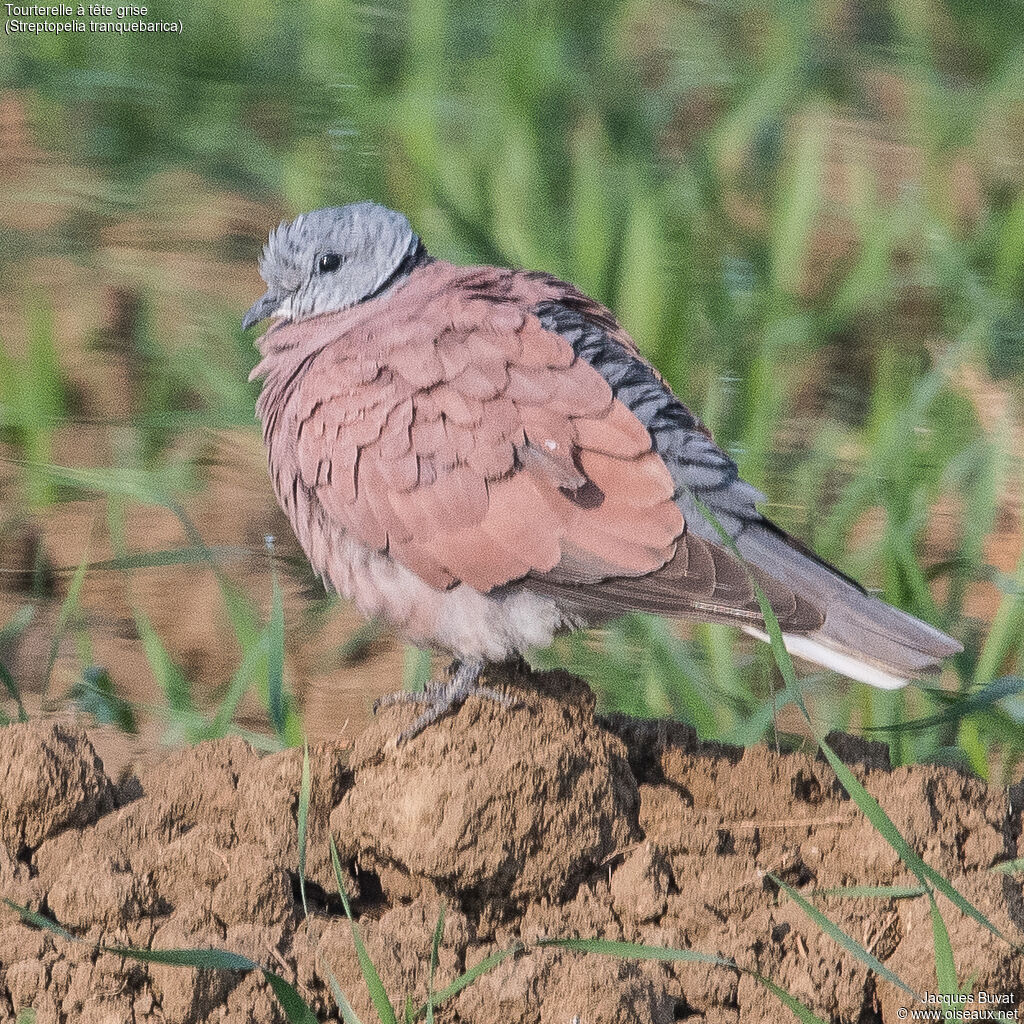 Red Turtle Dove male adult, identification, aspect, pigmentation