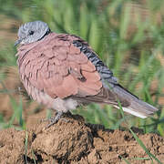 Red Turtle Dove