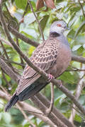 Adamawa Turtle Dove