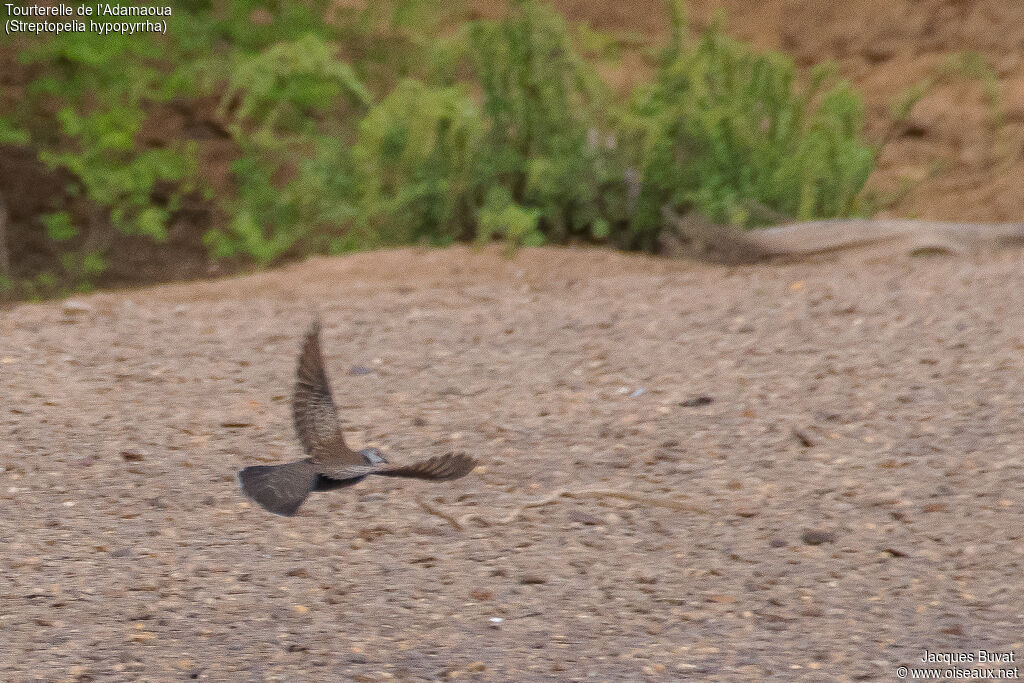 Adamawa Turtle Doveadult, identification, habitat, aspect, pigmentation, Flight