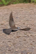 Adamawa Turtle Dove