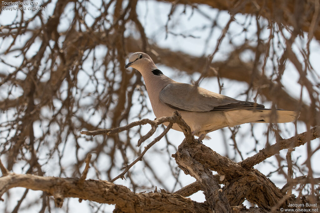 Ring-necked Doveadult