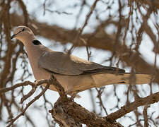 Ring-necked Dove