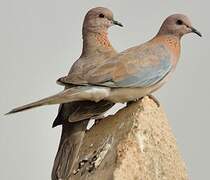 Laughing Dove