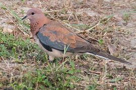 Laughing Dove