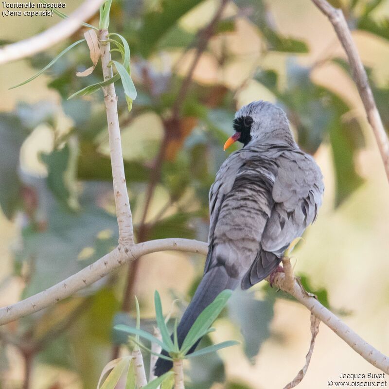 Namaqua Dove male adult breeding, identification, aspect, pigmentation
