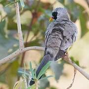 Namaqua Dove