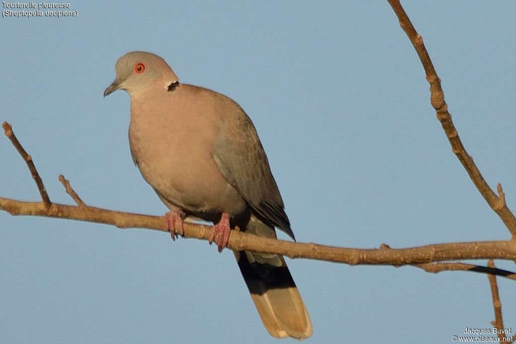 Mourning Collared Doveadult