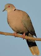 Mourning Collared Dove