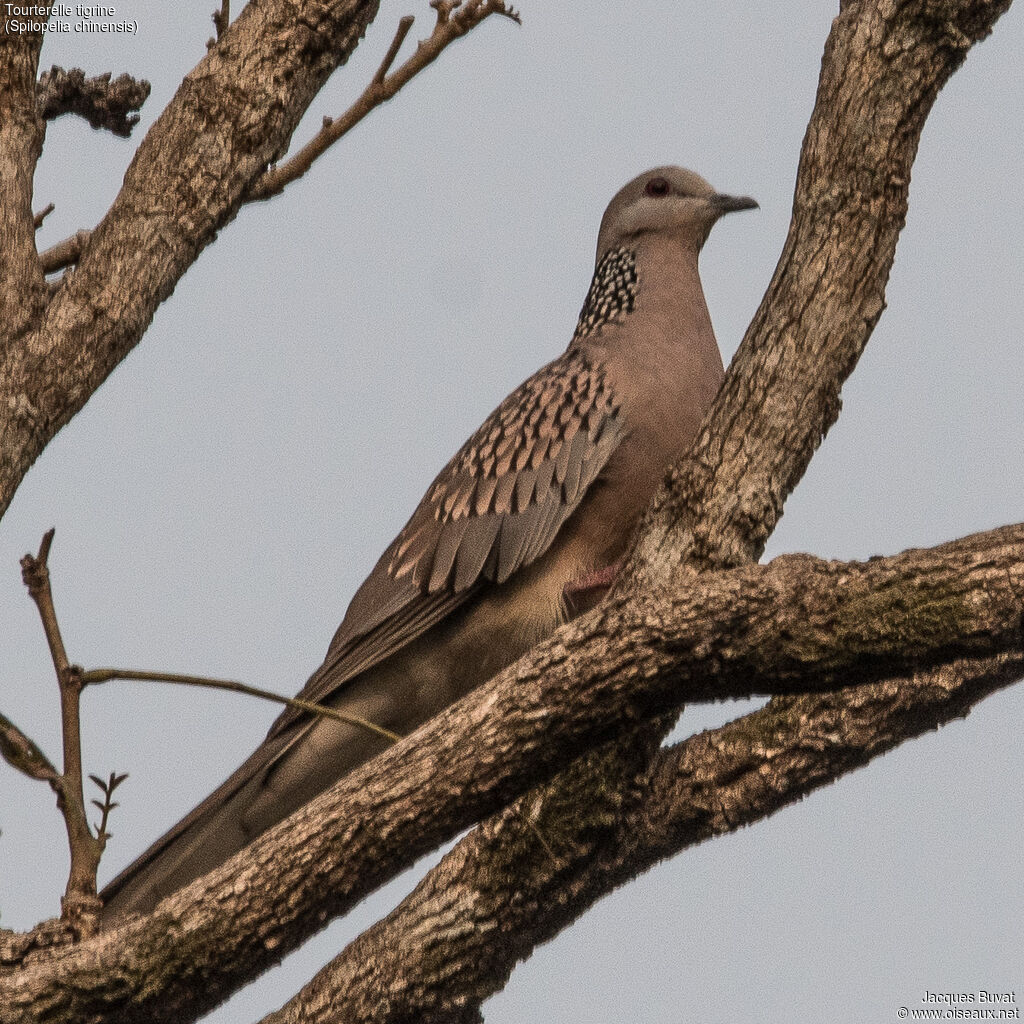 Spotted Doveadult, close-up portrait, aspect, pigmentation