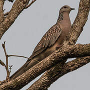 Spotted Dove