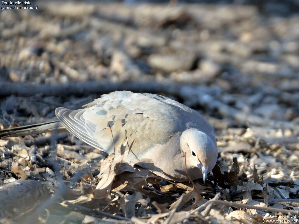 Tourterelle tristeadulte, identification, mange