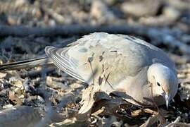 Mourning Dove