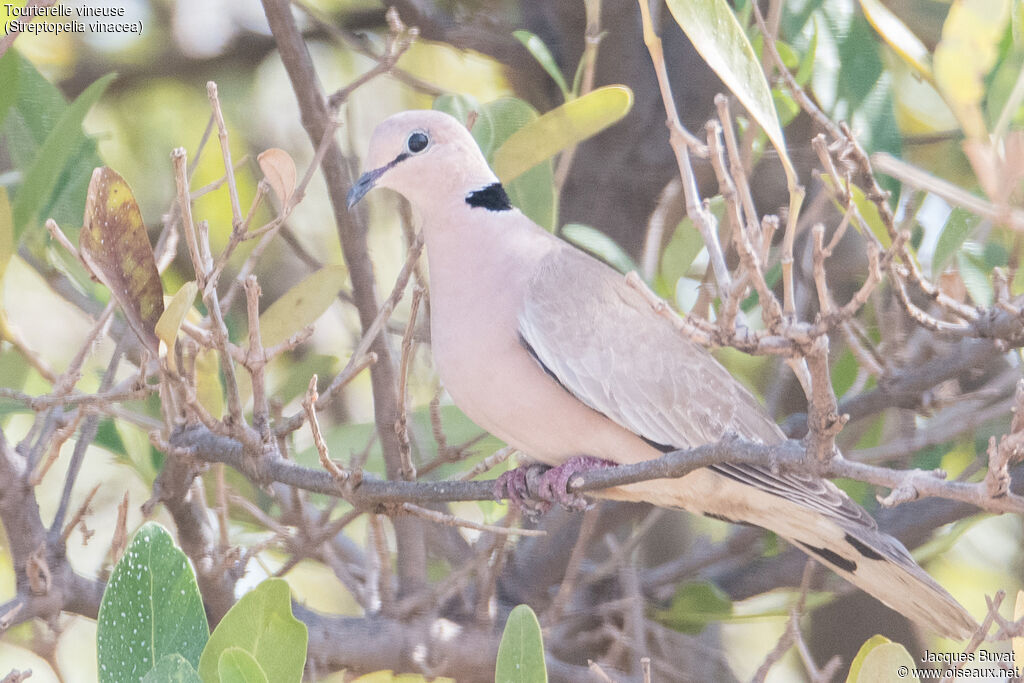 Vinaceous Doveadult, identification, aspect, pigmentation