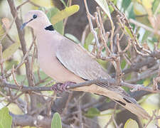 Vinaceous Dove