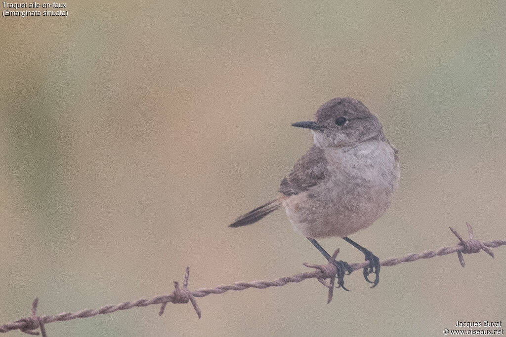 Sickle-winged Chatjuvenile