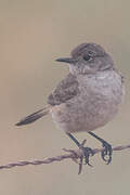 Sickle-winged Chat