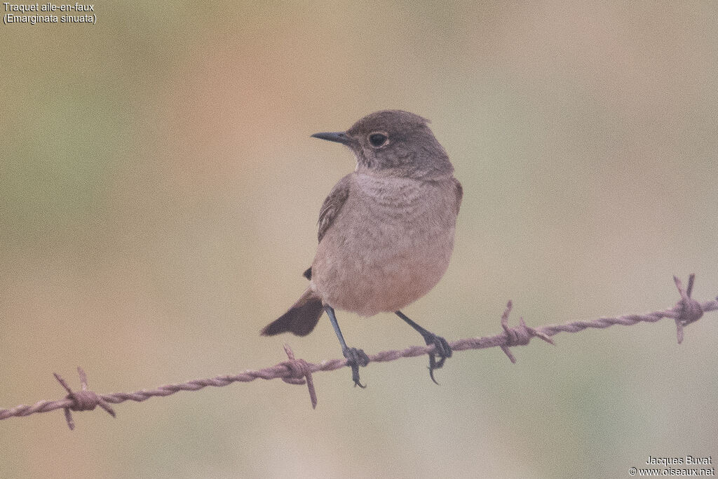 Sickle-winged Chatadult