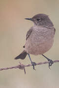 Sickle-winged Chat