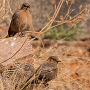 Brown Rock Chat