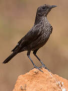 Anteater Chat