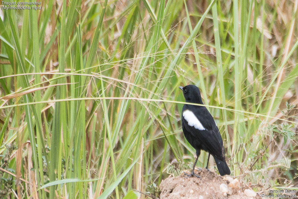 Sooty Chat male adult breeding, identification, habitat, aspect, pigmentation