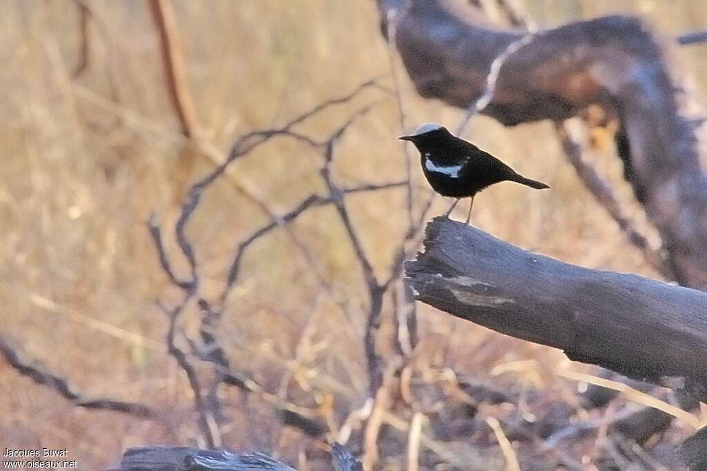 Arnot's Chat male adult breeding, habitat, pigmentation, Behaviour