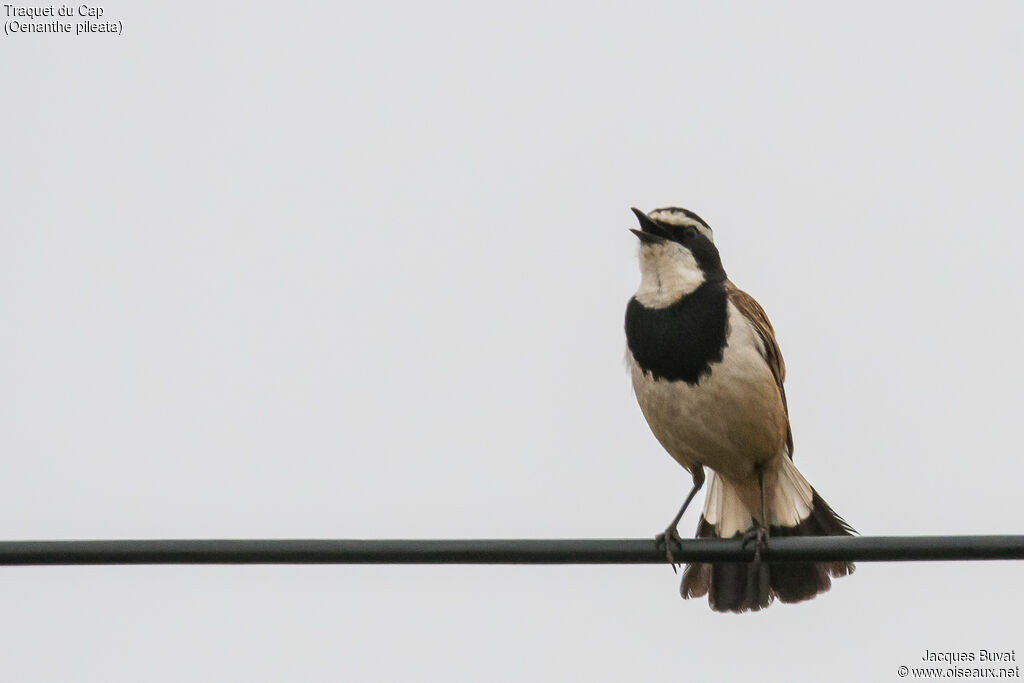 Capped Wheatear male adult