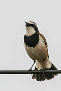 Capped Wheatear